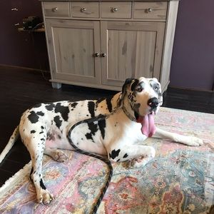 Meet your Posher, Atley